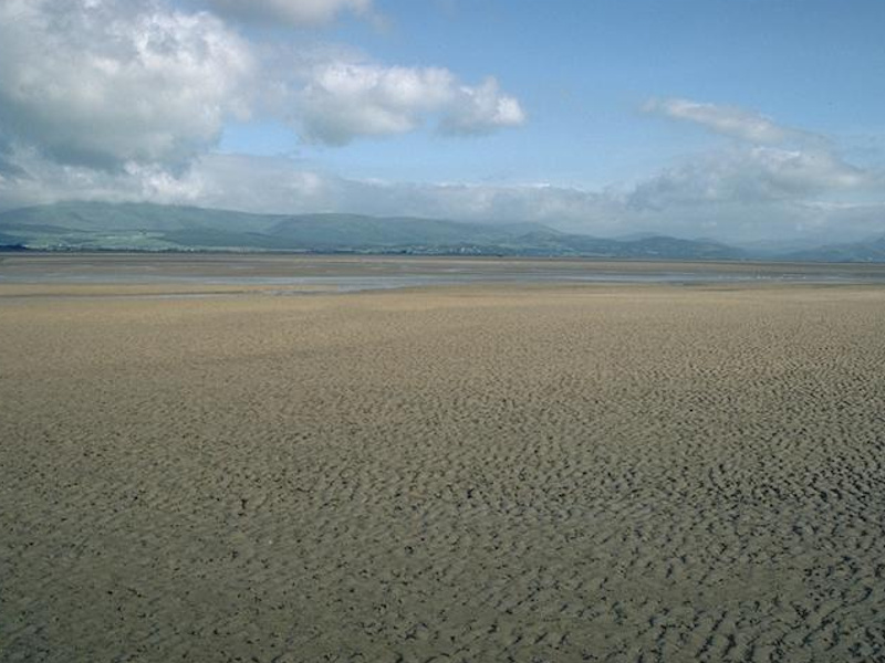 Limecola balthica and Arenicola marina in littoral muddy sand