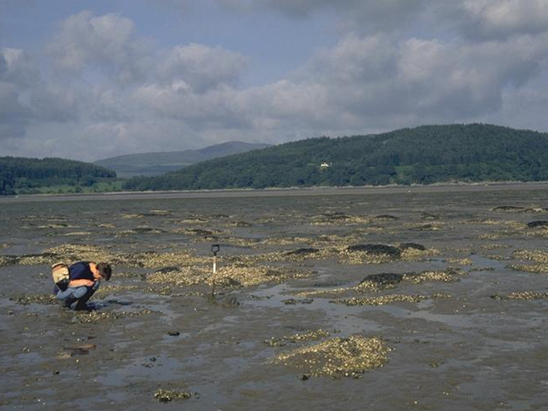 Cerastoderma edule and polychaetes in littoral muddy sand