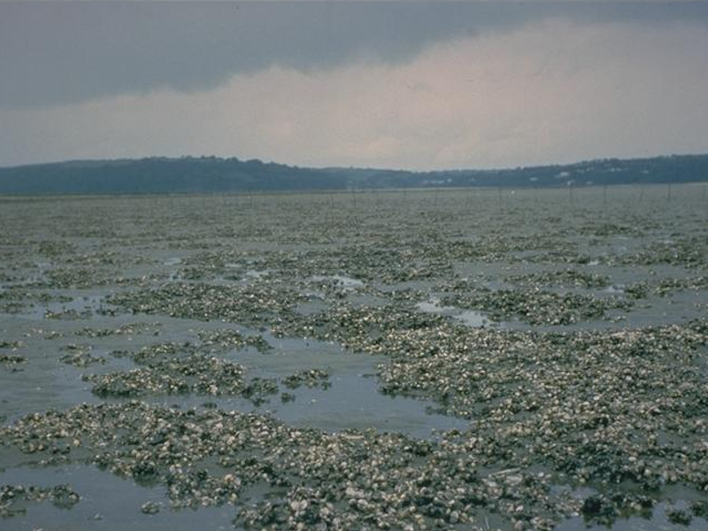 Cerastoderma edule and polychaetes in littoral muddy sand