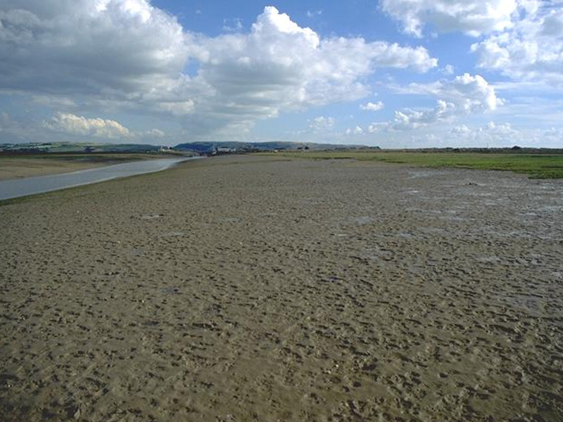 Hediste diversicolor, Macoma balthica and Scrobicularia plana in littoral sandy mud