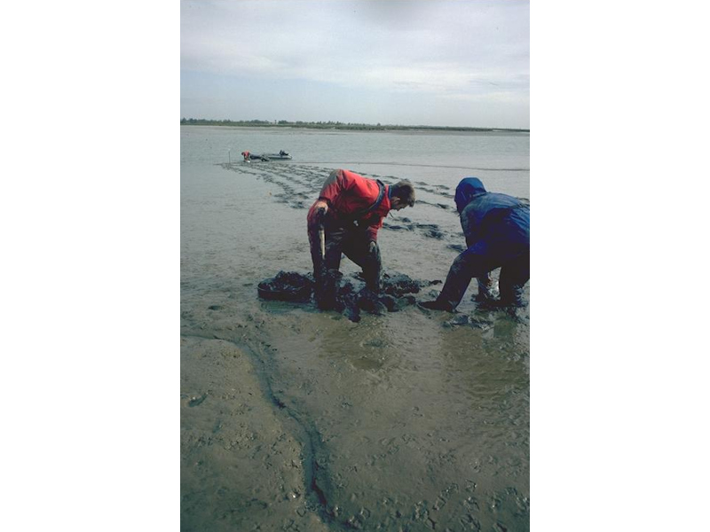 Hediste diversicolor and Streblospio shrubsolii in littoral sandy mud