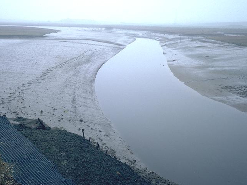 Hediste diversicolor and oligochaetes in littoral mud