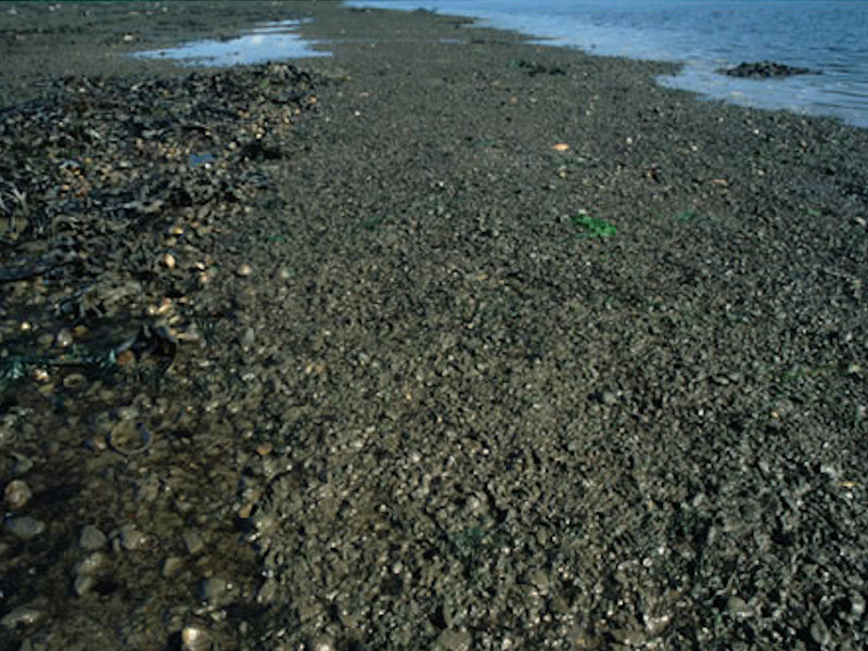 Cirratulids and Cerastoderma edule in littoral mixed sediment