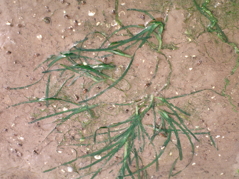 Zostera noltei beds in littoral muddy sand