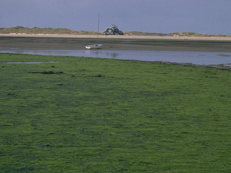 Ephemeral green and red seaweeds on variable salinity and/or disturbed eulittoral mixed substrata