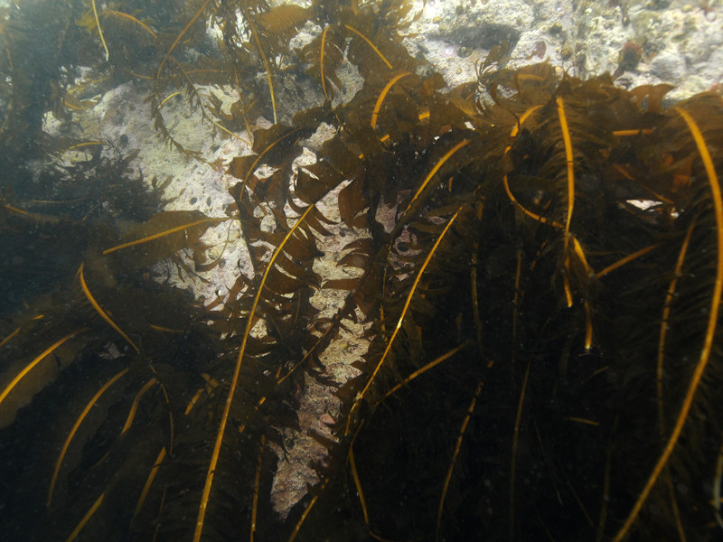 Alaria esculenta on exposed sublittoral fringe bedrock