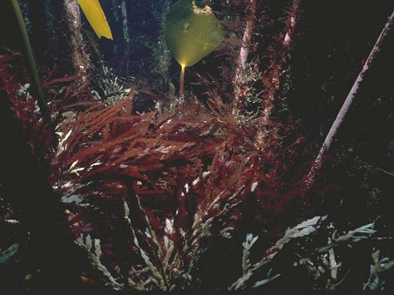 Laminaria hyperborea forest with dense foliose red seaweeds on exposed upper infralittoral rock