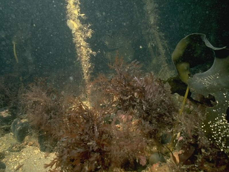 Laminaria hyperborea park with dense foliose red seaweeds on exposed lower infralittoral rock