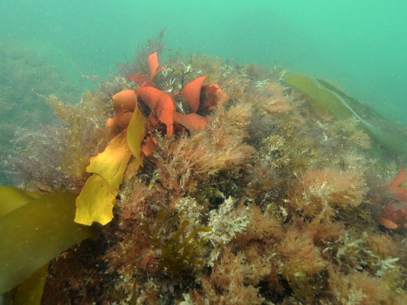 Foliose red seaweeds on exposed lower infralittoral rock