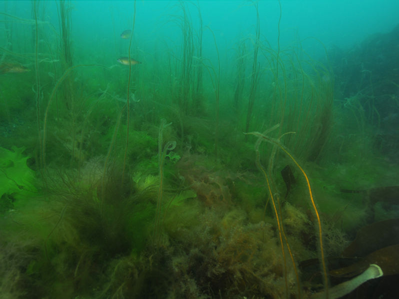 Saccharina latissima, Chorda filum and dense red seaweeds on shallow unstable infralittoral boulders or cobbles