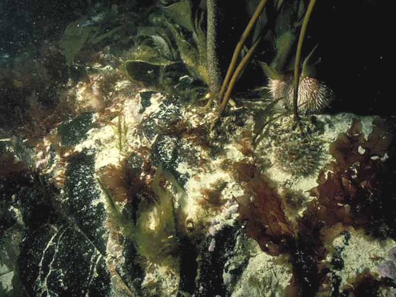 Mixed kelps with scour-tolerant and opportunistic foliose red seaweeds on scoured or sand-covered infralittoral rock