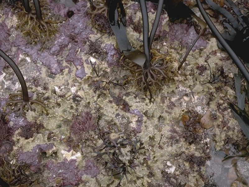 Laminaria digitata and under-boulder fauna on sublittoral fringe boulders