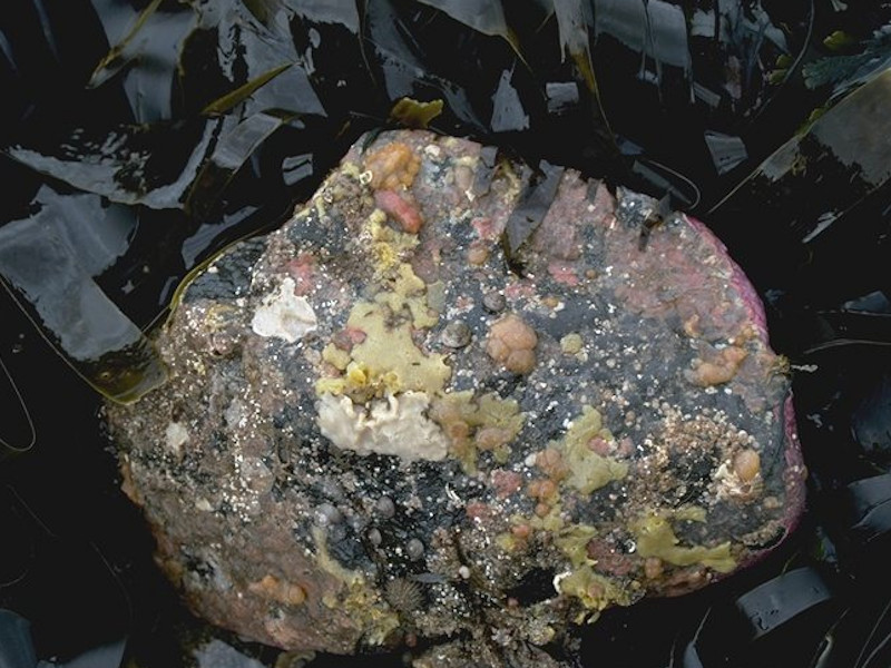[A3-2112_IR-KR-Ldig-Bo_JNCC_2]: <em>Laminaria digitata</em> and under-boulder fauna on sublittoral fringe boulders