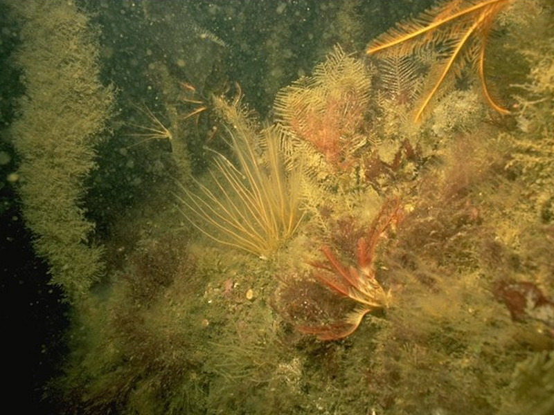 Laminaria hyperborea forest, foliose red seaweeds and a diverse fauna on tide-swept upper infralittoral rock