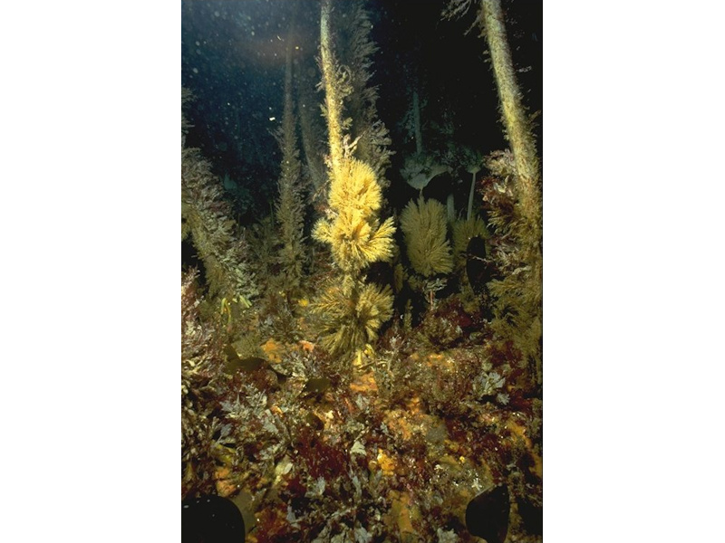 Laminaria hyperborea forest, foliose red seaweeds and a diverse fauna on tide-swept upper infralittoral rock