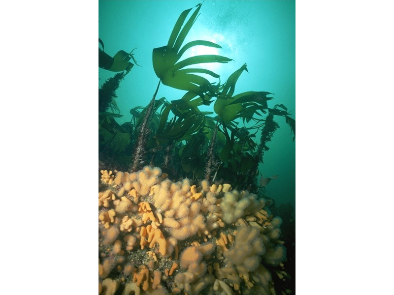 Laminaria hyperborea forest, foliose red seaweeds and a diverse fauna on tide-swept upper infralittoral rock