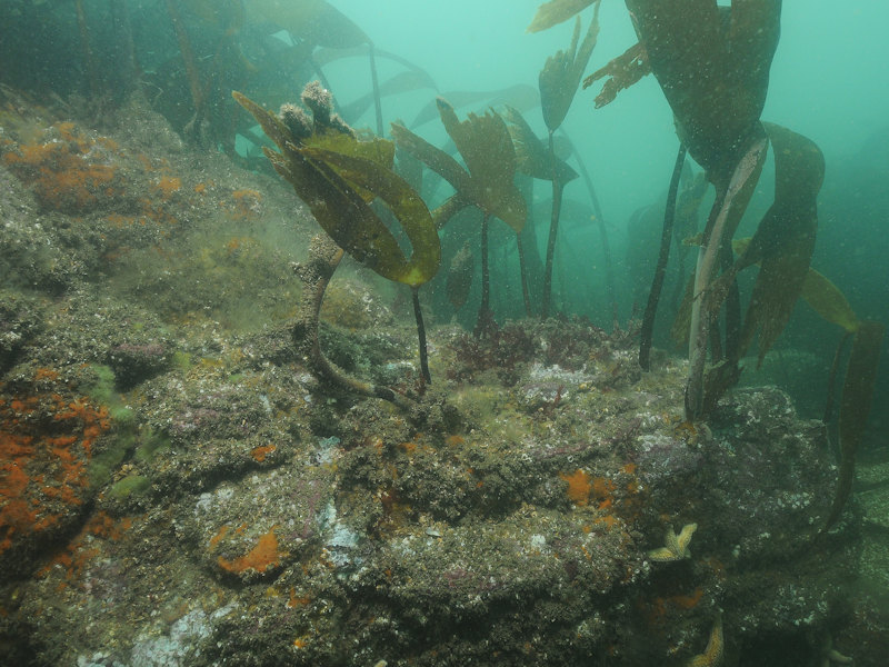 Laminaria hyperborea park with hydroids, bryozoans and sponges on tide-swept lower infralittoral rock