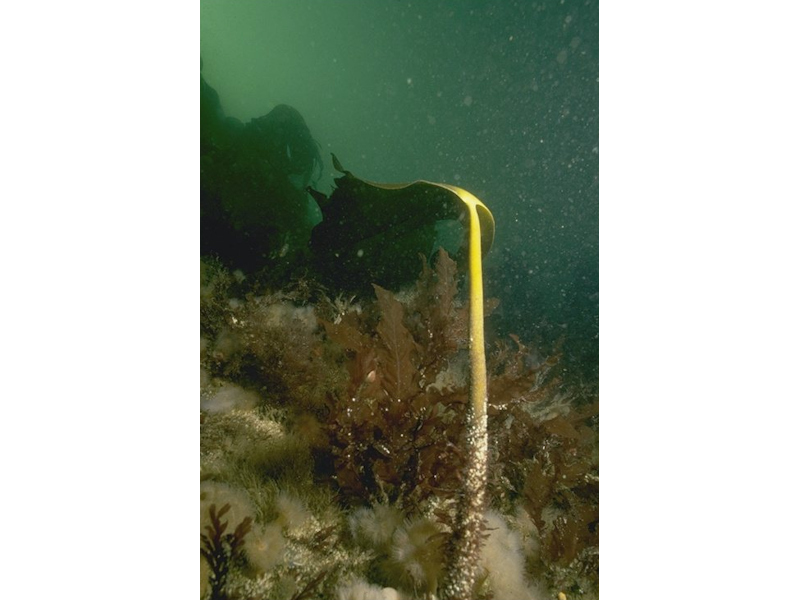 Laminaria hyperborea park with hydroids, bryozoans and sponges on tide-swept lower infralittoral rock