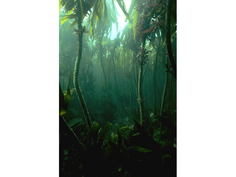 Laminaria hyperborea on tide-swept, infralittoral rock