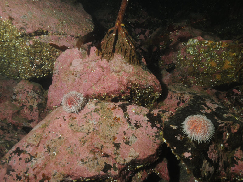 Grazed Laminaria hyperborea park with coralline crusts on lower infralittoral rock