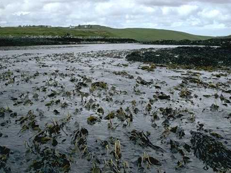 Laminaria digitata, ascidians and bryozoans on tide-swept sublittoral fringe rock