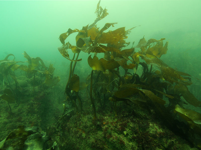 Mixed Laminaria hyperborea and Laminaria ochroleuca forest on moderately exposed or sheltered infralittoral rock