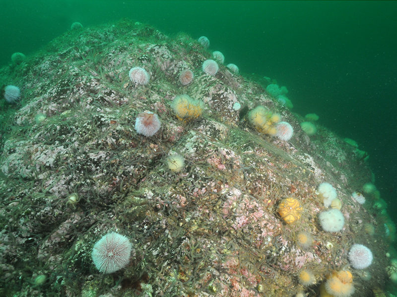 Grazed Saccharina latissima with Echinus, brittlestars and coralline crusts on sheltered infralittoral rock