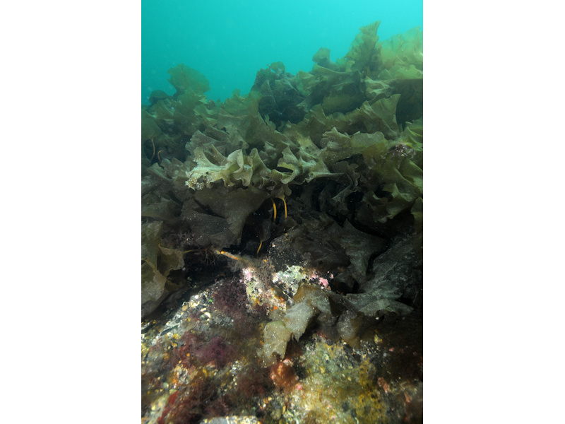 Laminaria saccharina and Psammechinus miliaris on variable salinity grazed infralittoral rock