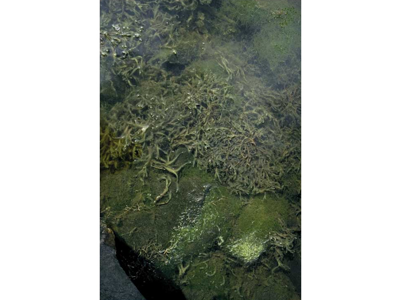 Fucus ceranoides and Enteromorpha spp. on low salinity infralittoral rock