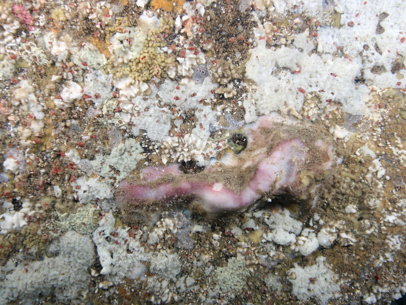 Crustose sponges on extremely wave-surged infralittoral cave or gully walls