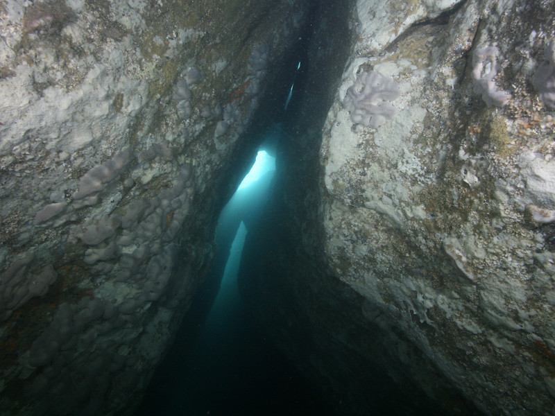 Crustose sponges on extremely wave-surged infralittoral cave or gully walls