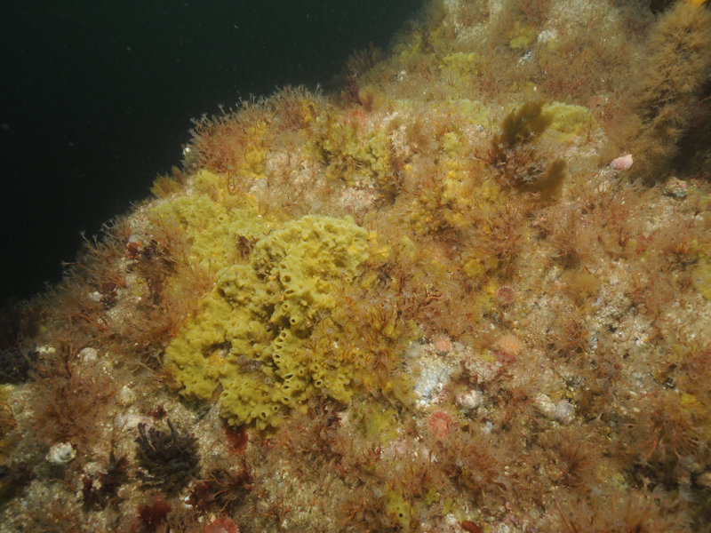 Balanus crenatus and Tubularia indivisa on extremely tide-swept circalittoral rock