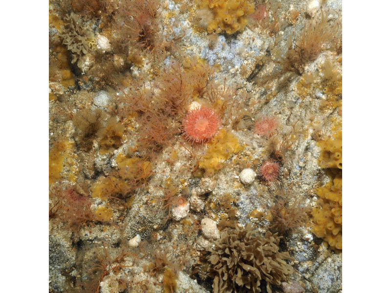 Balanus crenatus and Tubularia indivisa on extremely tide-swept circalittoral rock