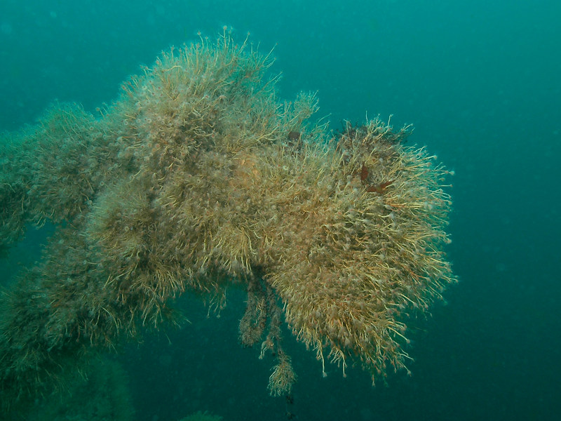 Tubularia indivisa on tide-swept circalittoral rock