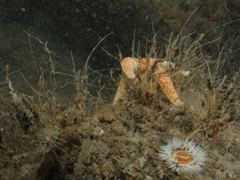 Tubularia indivisa on tide-swept circalittoral rock