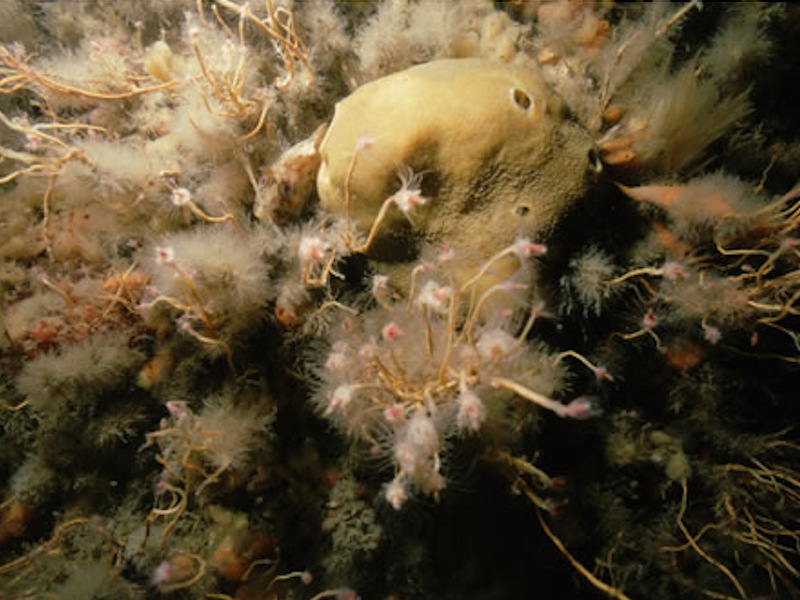 Tubularia indivisa on tide-swept circalittoral rock