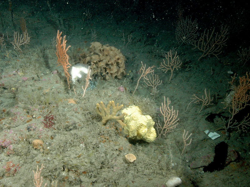 Eunicella verrucosa and Pentapora foliacea on wave-exposed circalittoral rock