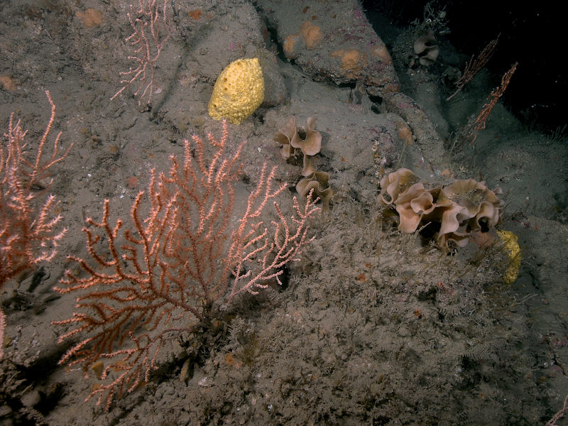 Eunicella verrucosa and Pentapora foliacea on wave-exposed circalittoral rock