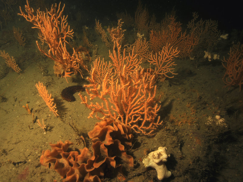 Eunicella verrucosa and Pentapora foliacea on wave-exposed circalittoral rock