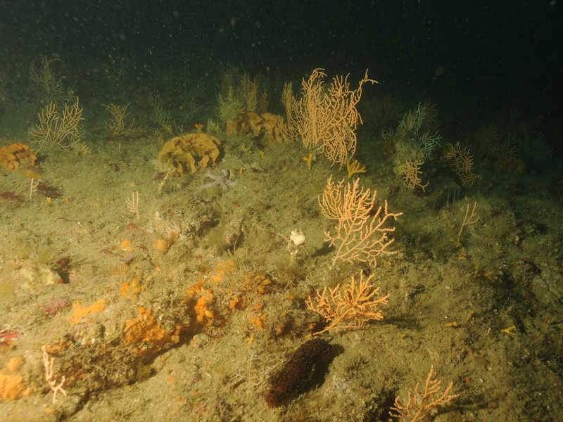 Eunicella verrucosa and Pentapora foliacea on wave-exposed circalittoral rock