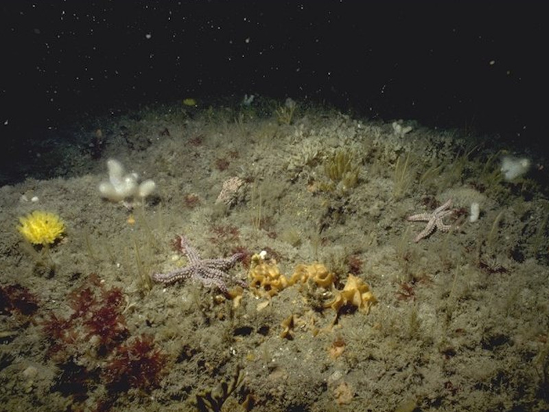 Mixed turf of bryozoans and erect sponges with Dysidea fragilis and Actinothoe sphyrodeta on tide-swept wave-exposed circalittoral rock.