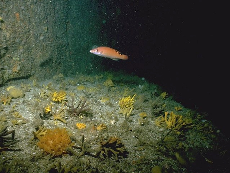 Mixed turf of bryozoans and erect sponges with Dysidea fragilis and Actinothoe sphyrodeta on tide-swept wave-exposed circalittoral rock.