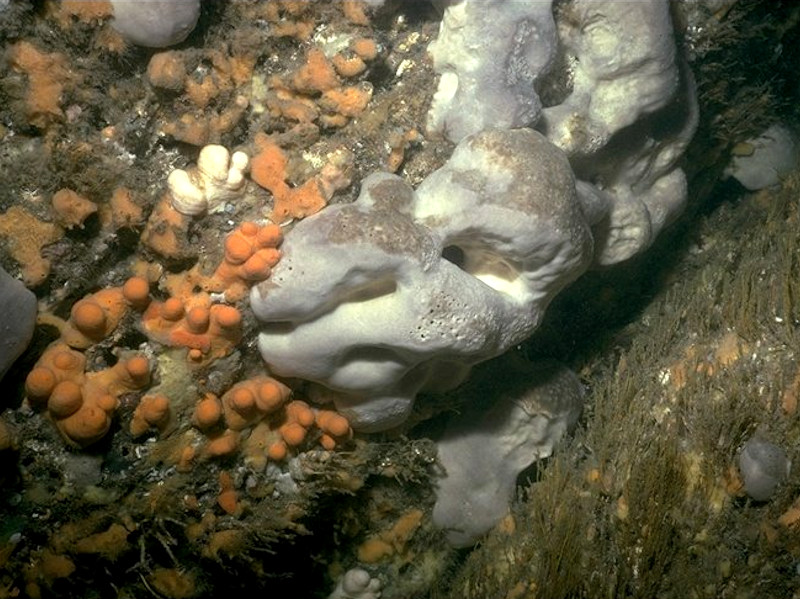Mixed turf of bryozoans and erect sponges with Cylista elegans on tide-swept ciraclittoral rock