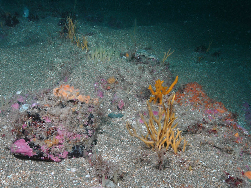 Modal: Bryozoan turf and erect sponges on tide-swept circalittoral rock