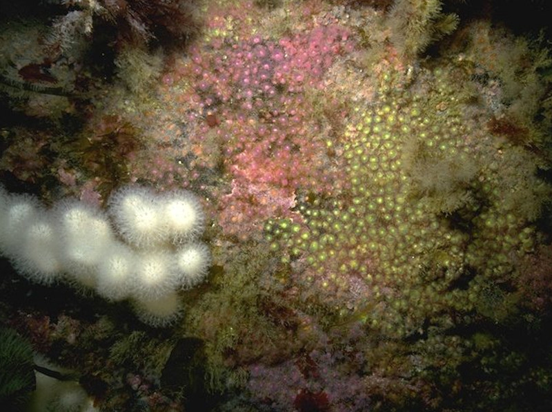 Corynactis viridis and a mixed turf of crisiids, Bugula, Scrupocellaria, and Cellaria on moderately tide-swept exposed circalittoral rock