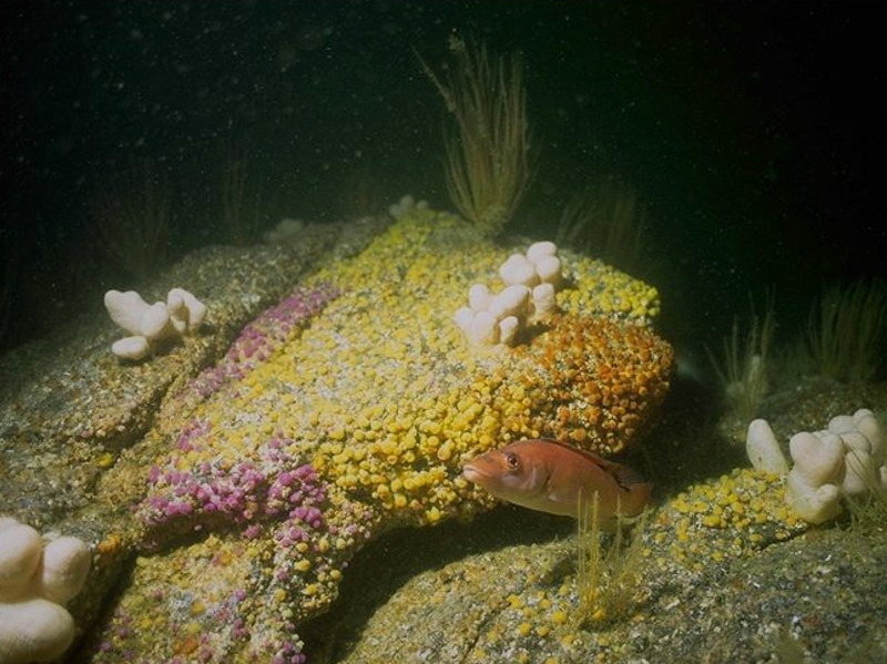 Corynactis viridis and a mixed turf of crisiids, Bugula, Scrupocellaria, and Cellaria on moderately tide-swept exposed circalittoral rock