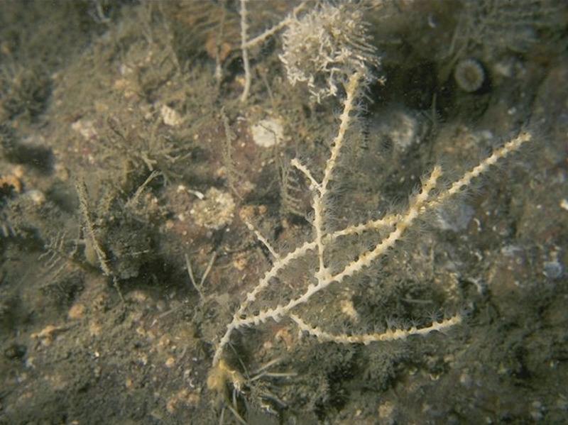 Mixed turf of hydroids and large ascidians with Swiftia pallida and Caryophyllia smithii on weakly tide-swept circalittoral rock