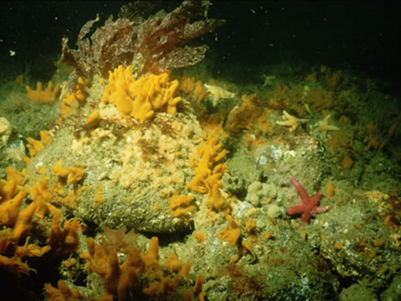 Flustra foliacea and colonial ascidians on tide-swept moderately wave-exposed circalittoral rock