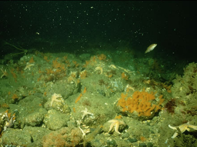 Flustra foliacea and colonial ascidians on tide-swept moderately wave-exposed circalittoral rock