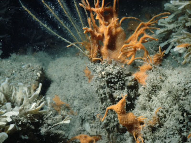 Flustra foliacea and colonial ascidians on tide-swept moderately wave-exposed circalittoral rock